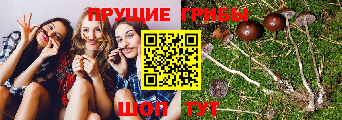 Галлюциногенные грибы прущие грибы Зима